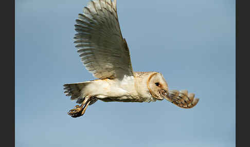 Schleiereule (Tyto alba)