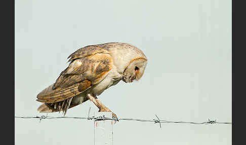 Schleiereule (Tyto alba)