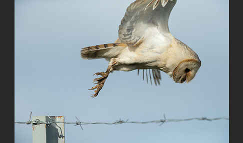 Schleiereule (Tyto alba)