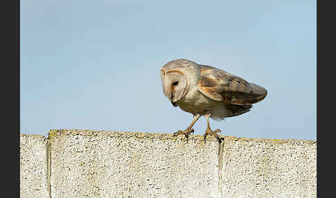 Schleiereule (Tyto alba)