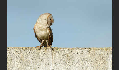 Schleiereule (Tyto alba)