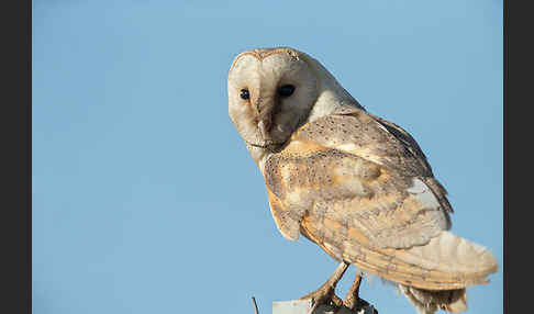 Schleiereule (Tyto alba)