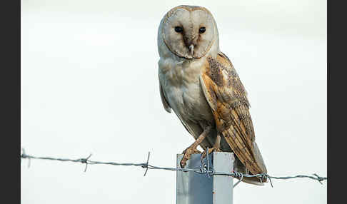 Schleiereule (Tyto alba)