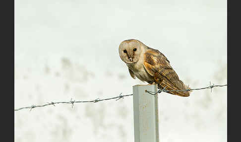 Schleiereule (Tyto alba)