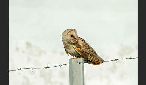 Schleiereule (Tyto alba)