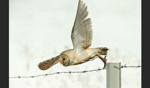 Schleiereule (Tyto alba)