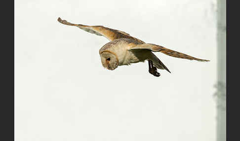 Schleiereule (Tyto alba)