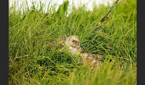 Schleiereule (Tyto alba)