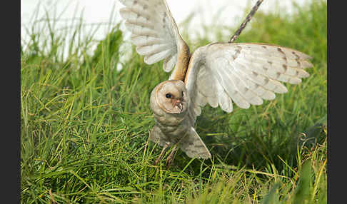 Schleiereule (Tyto alba)