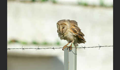 Schleiereule (Tyto alba)