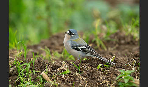 Nordafrikanischer Buchfink (Fringilla coelebs africana)