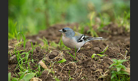 Nordafrikanischer Buchfink (Fringilla coelebs africana)