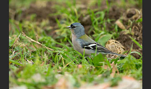 Nordafrikanischer Buchfink (Fringilla coelebs africana)