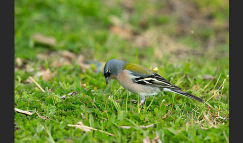 Nordafrikanischer Buchfink (Fringilla coelebs africana)