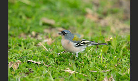 Nordafrikanischer Buchfink (Fringilla coelebs africana)