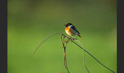 Schwarzkehlchen (Saxicola torquata)