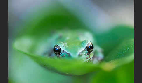 Mittelmeerlaubfrosch (Hyla meridionalis)