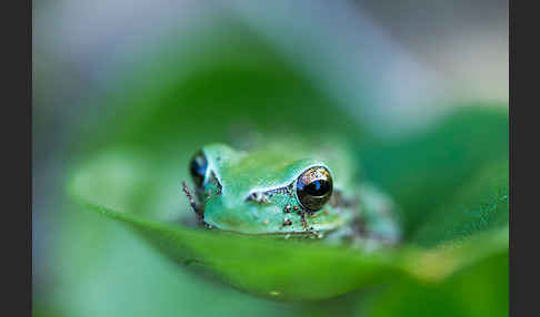 Mittelmeerlaubfrosch (Hyla meridionalis)