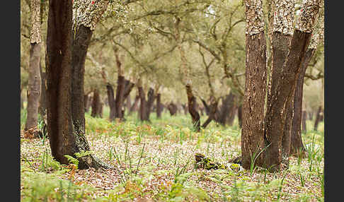 Kork-Eiche (Quercus suber)