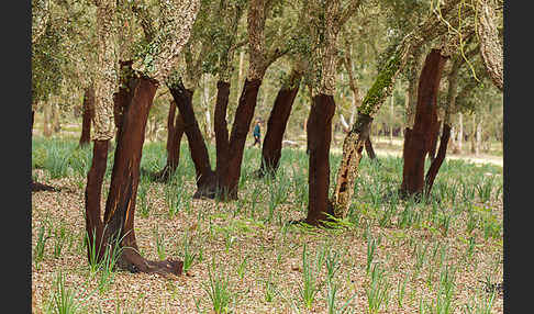 Kork-Eiche (Quercus suber)