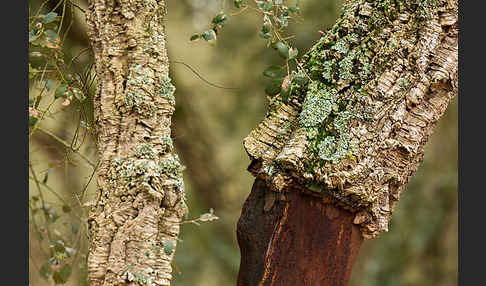 Kork-Eiche (Quercus suber)