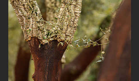 Kork-Eiche (Quercus suber)