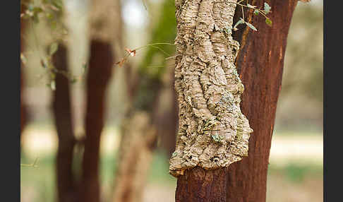 Kork-Eiche (Quercus suber)