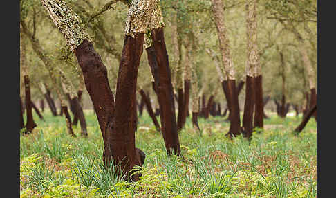 Kork-Eiche (Quercus suber)