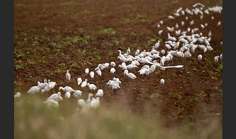 Kuhreiher (Bubulcus ibis)