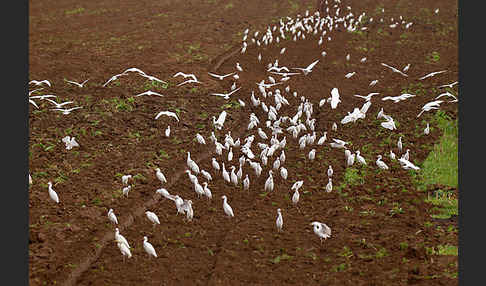 Kuhreiher (Bubulcus ibis)