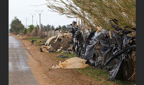 Marokko (Morocco)