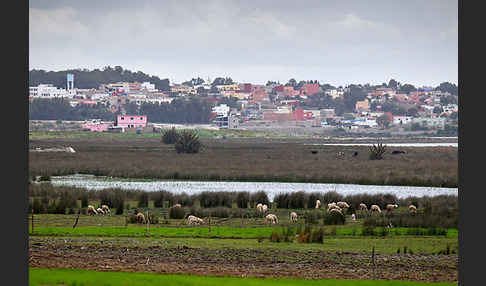 Marokko (Morocco)