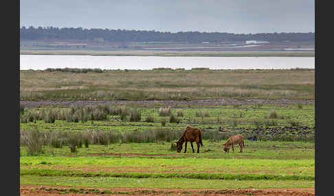 Marokko (Morocco)