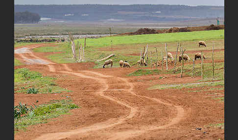 Marokko (Morocco)