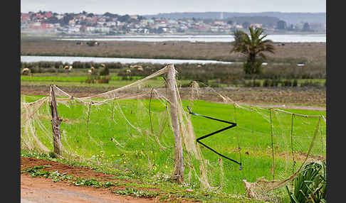 Marokko (Morocco)