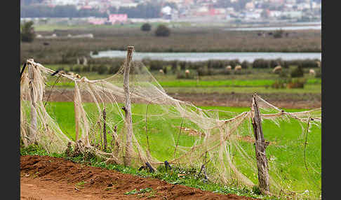 Marokko (Morocco)