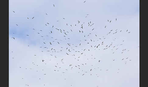 Mittelmeermöwe (Larus michahellis)