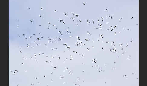 Mittelmeermöwe (Larus michahellis)