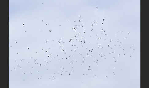 Mittelmeermöwe (Larus michahellis)