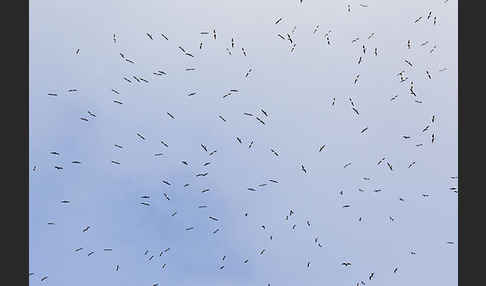 Mittelmeermöwe (Larus michahellis)