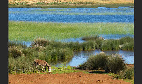 Marokko (Morocco)