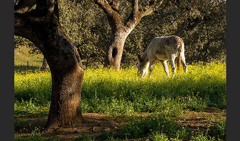 Hausesel (Equus asinus)