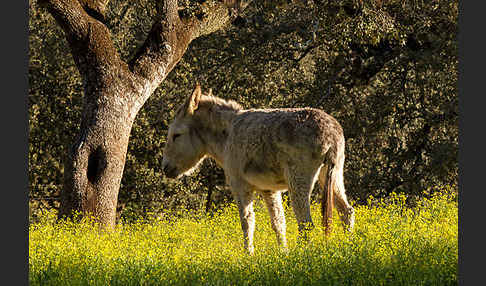 Hausesel (Equus asinus)