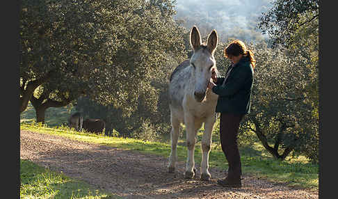 Hausesel (Equus asinus)