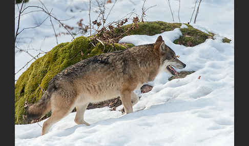 Wolf (Canis lupus)