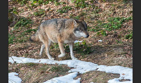 Wolf (Canis lupus)