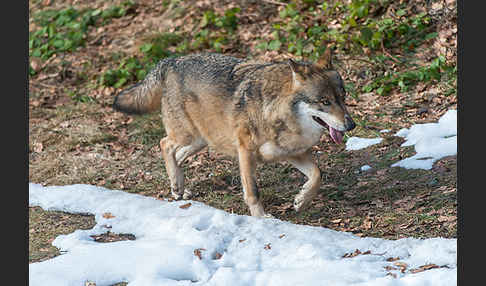 Wolf (Canis lupus)