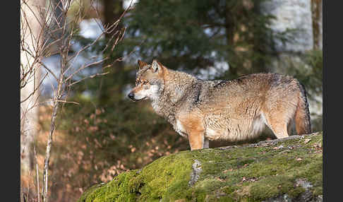 Wolf (Canis lupus)