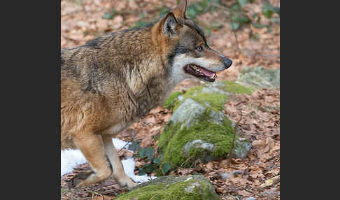 Wolf (Canis lupus)