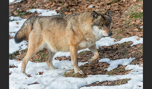 Wolf (Canis lupus)